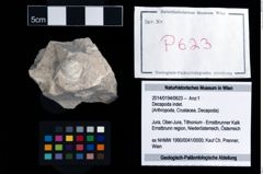 Foto (Objekt + Etikett) von Decapoda indet.  (NHMW-GEO-2014-0194-0623)
